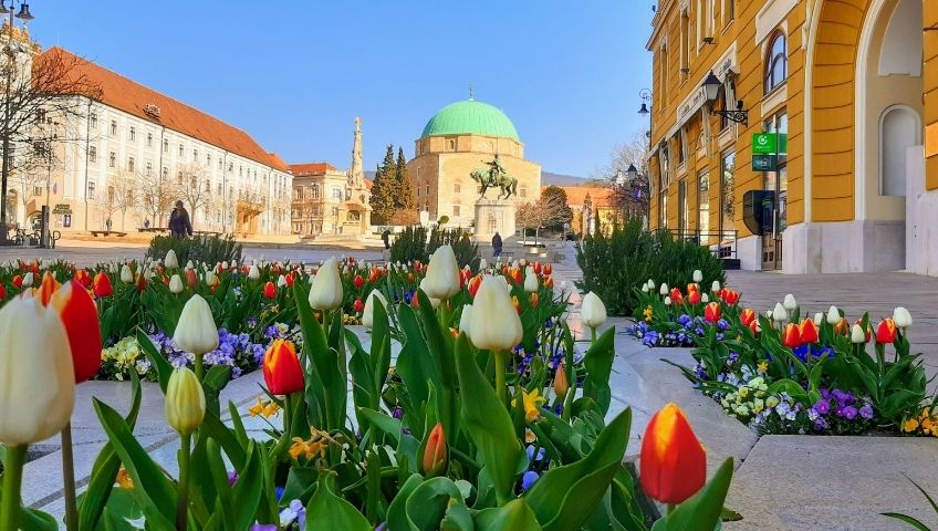 Weboldal készítés pécs